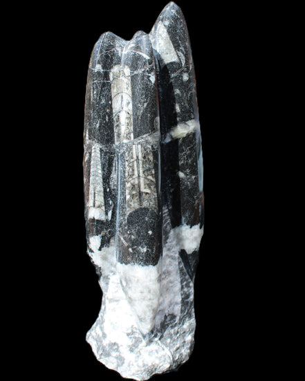Orthoceras sculpture tower from Morocco 239*75mm 1616g in sunlight - Rocks and Things Store