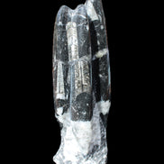 Orthoceras sculpture tower from Morocco 239*75mm 1616g in sunlight - Rocks and Things Store