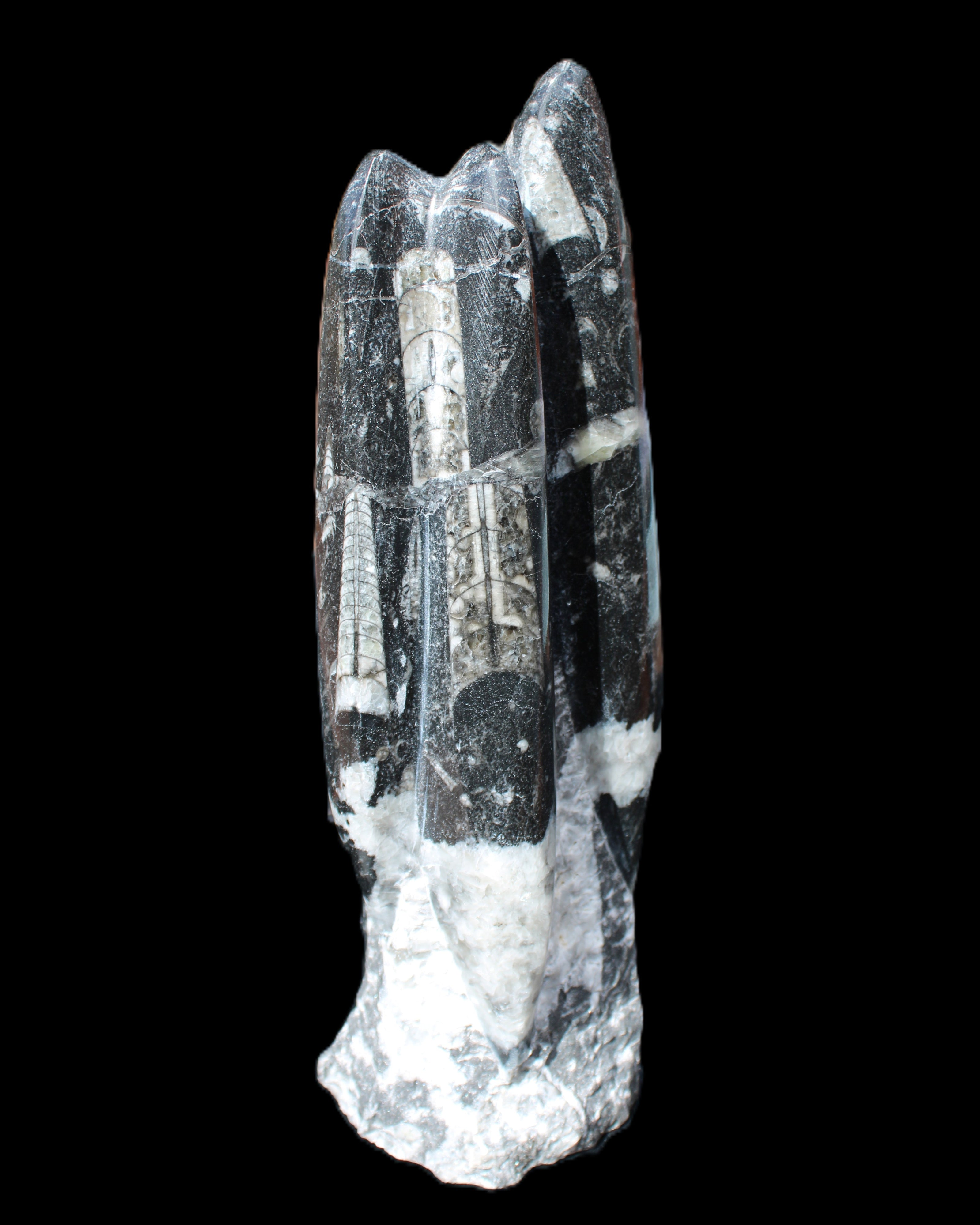 Orthoceras sculpture tower from Morocco 239*75mm 1616g in sunlight - Rocks and Things Store