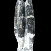 Orthoceras sculpture tower from Morocco 239*75mm 1616g in sunlight - Rocks and Things Store