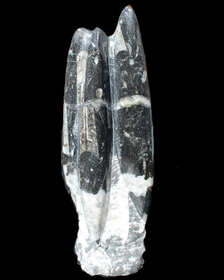Orthoceras sculpture tower from Morocco 239*75mm 1616g in sunlight - Rocks and Things Store