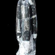 Orthoceras sculpture tower from Morocco 239*75mm 1616g in sunlight - Rocks and Things Store