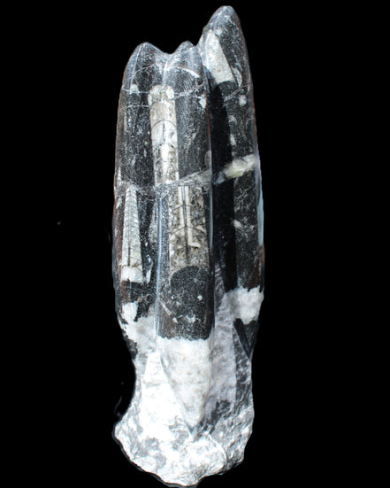 Orthoceras sculpture tower from Morocco 239*75mm 1616g in sunlight - Rocks and Things Store