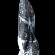 Orthoceras sculpture tower from Morocco 239*75mm 1616g in sunlight - Rocks and Things Store