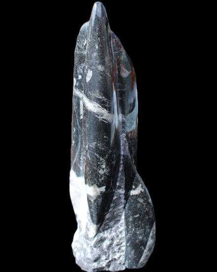 Orthoceras sculpture tower from Morocco 239*75mm 1616g in sunlight - Rocks and Things Store