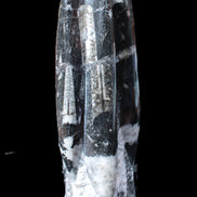 Orthoceras sculpture tower from Morocco 239*75mm 1616g in sunlight - Rocks and Things Store