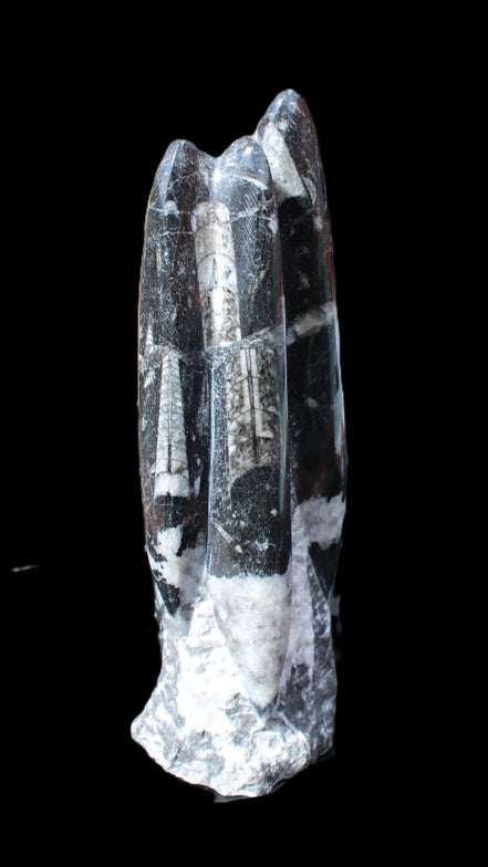 Orthoceras sculpture tower from Morocco 239*75mm 1616g in sunlight - Rocks and Things Store