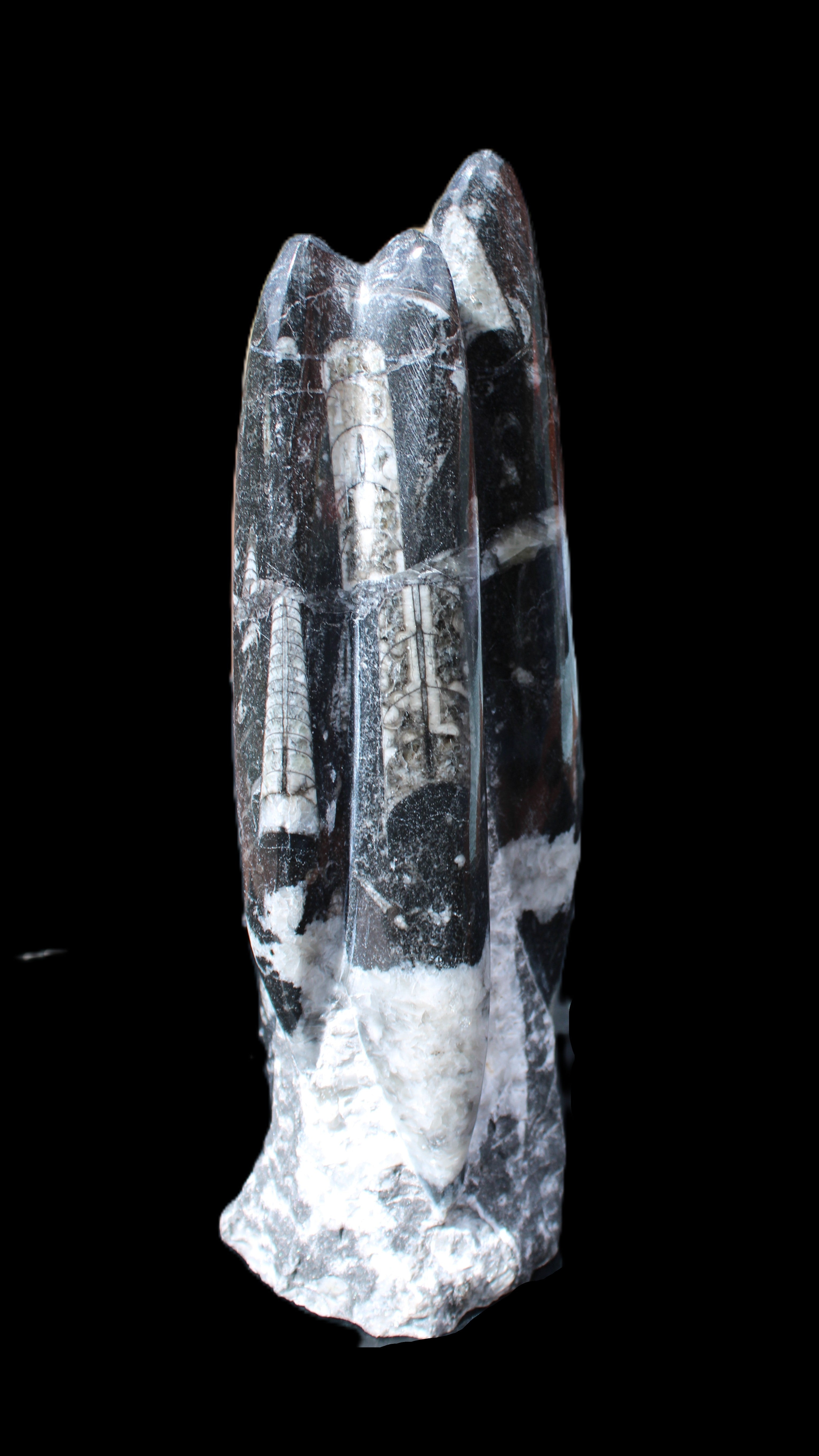 Orthoceras sculpture tower from Morocco 239*75mm 1616g in sunlight - Rocks and Things Store