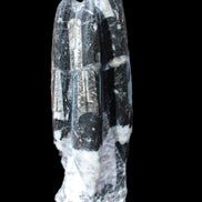 Orthoceras sculpture tower from Morocco 239*75mm 1616g in sunlight - Rocks and Things Store