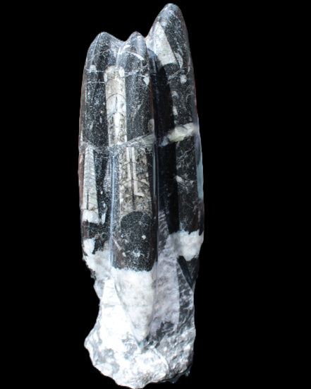Orthoceras sculpture tower from Morocco 239*75mm 1616g in sunlight - Rocks and Things Store