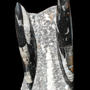 Orthoceras sculpture tower from Morocco 198*95mm 1582g in sunlight - Rocks and Things Store