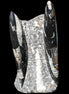 Orthoceras sculpture tower from Morocco 198*95mm 1582g in sunlight - Rocks and Things Store