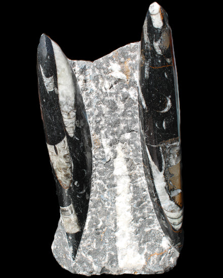 Orthoceras sculpture tower from Morocco 198*95mm 1582g in sunlight - Rocks and Things Store