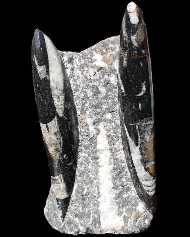 Orthoceras sculpture tower from Morocco 198*95mm 1582g in sunlight - Rocks and Things Store