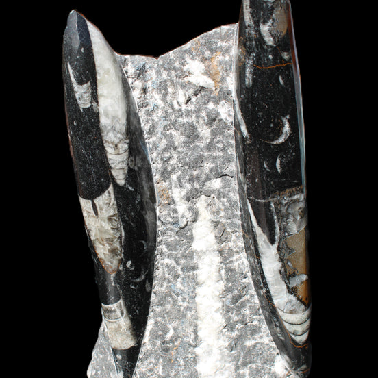 Orthoceras sculpture tower from Morocco 198*95mm 1582g in sunlight - Rocks and Things Store