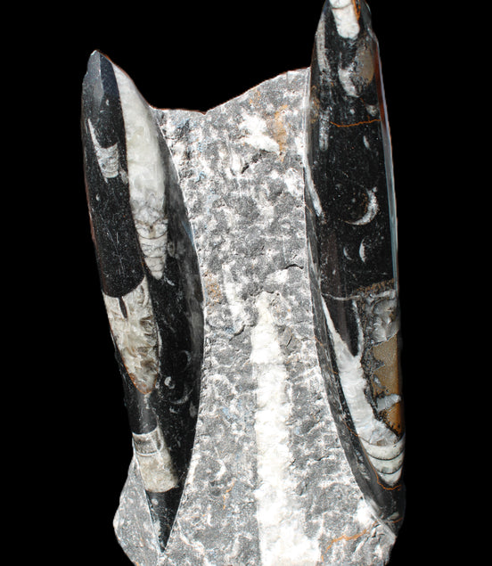 Orthoceras sculpture tower from Morocco 198*95mm 1582g in sunlight - Rocks and Things Store