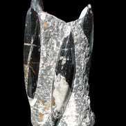 Orthoceras sculpture tower from Morocco 198*95mm 1582g in sunlight - Rocks and Things Store