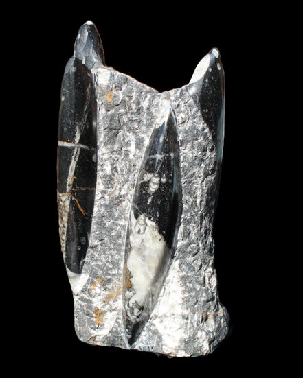Orthoceras sculpture tower from Morocco 198*95mm 1582g in sunlight - Rocks and Things Store
