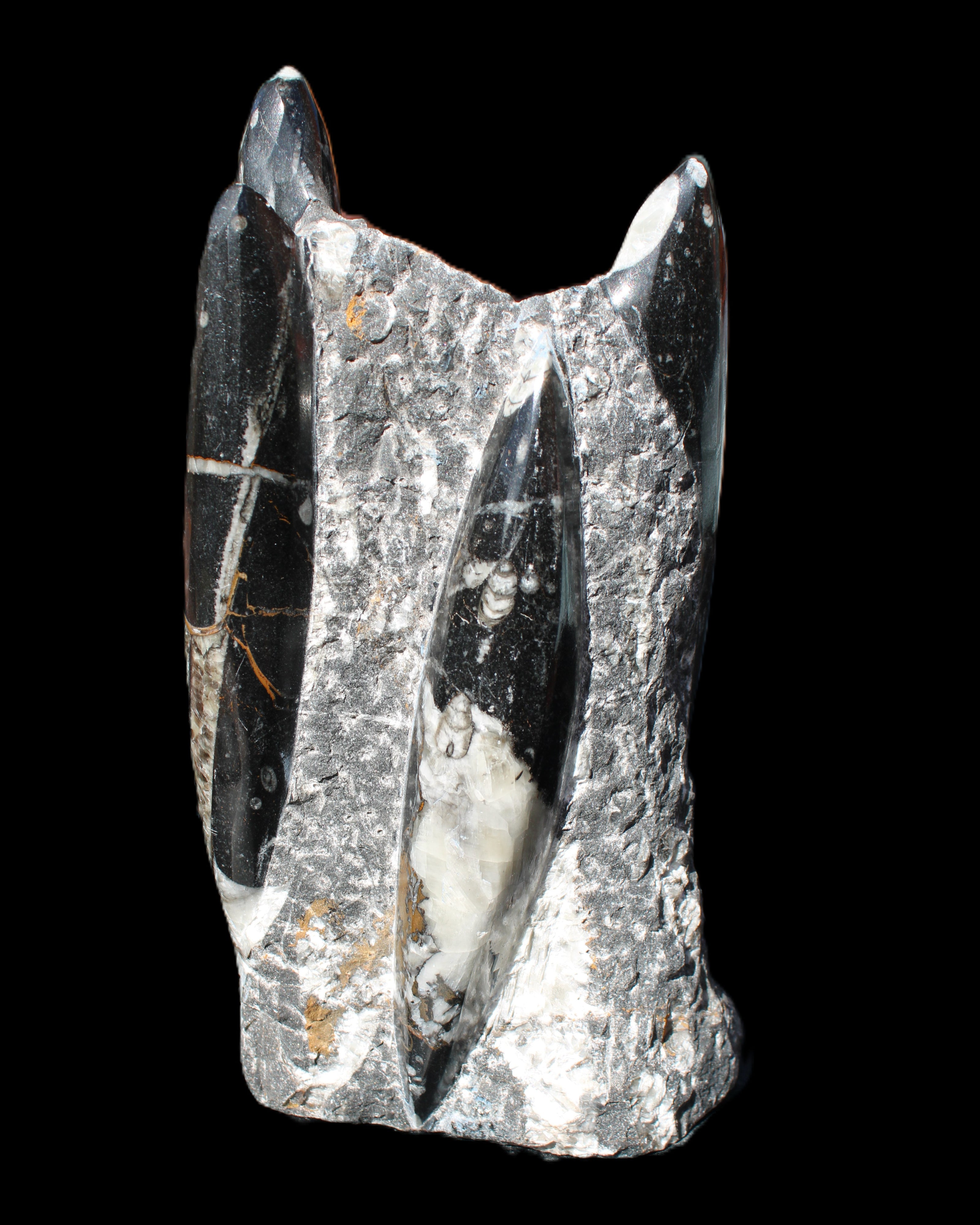 Orthoceras sculpture tower from Morocco 198*95mm 1582g in sunlight - Rocks and Things Store
