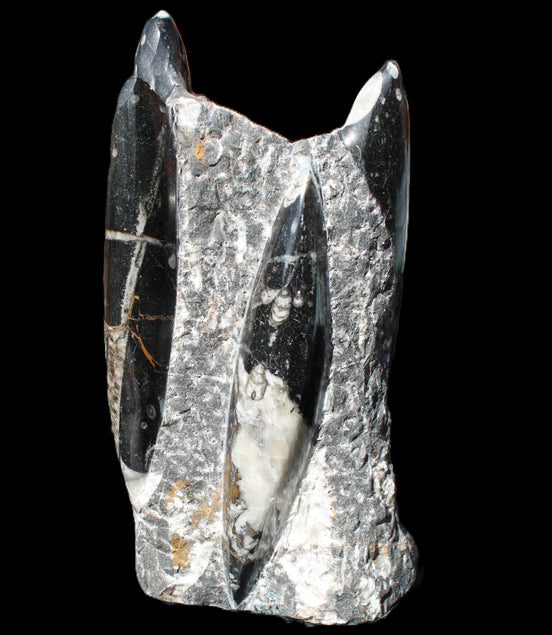 Orthoceras sculpture tower from Morocco 198*95mm 1582g in sunlight - Rocks and Things Store