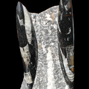 Orthoceras sculpture tower from Morocco 198*95mm 1582g in sunlight - Rocks and Things Store