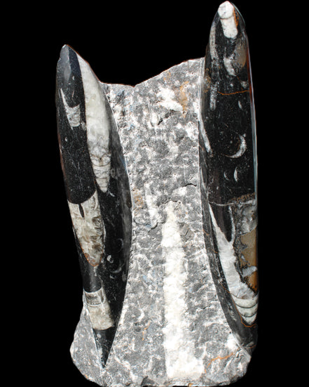 Orthoceras sculpture tower from Morocco 198*95mm 1582g in sunlight - Rocks and Things Store