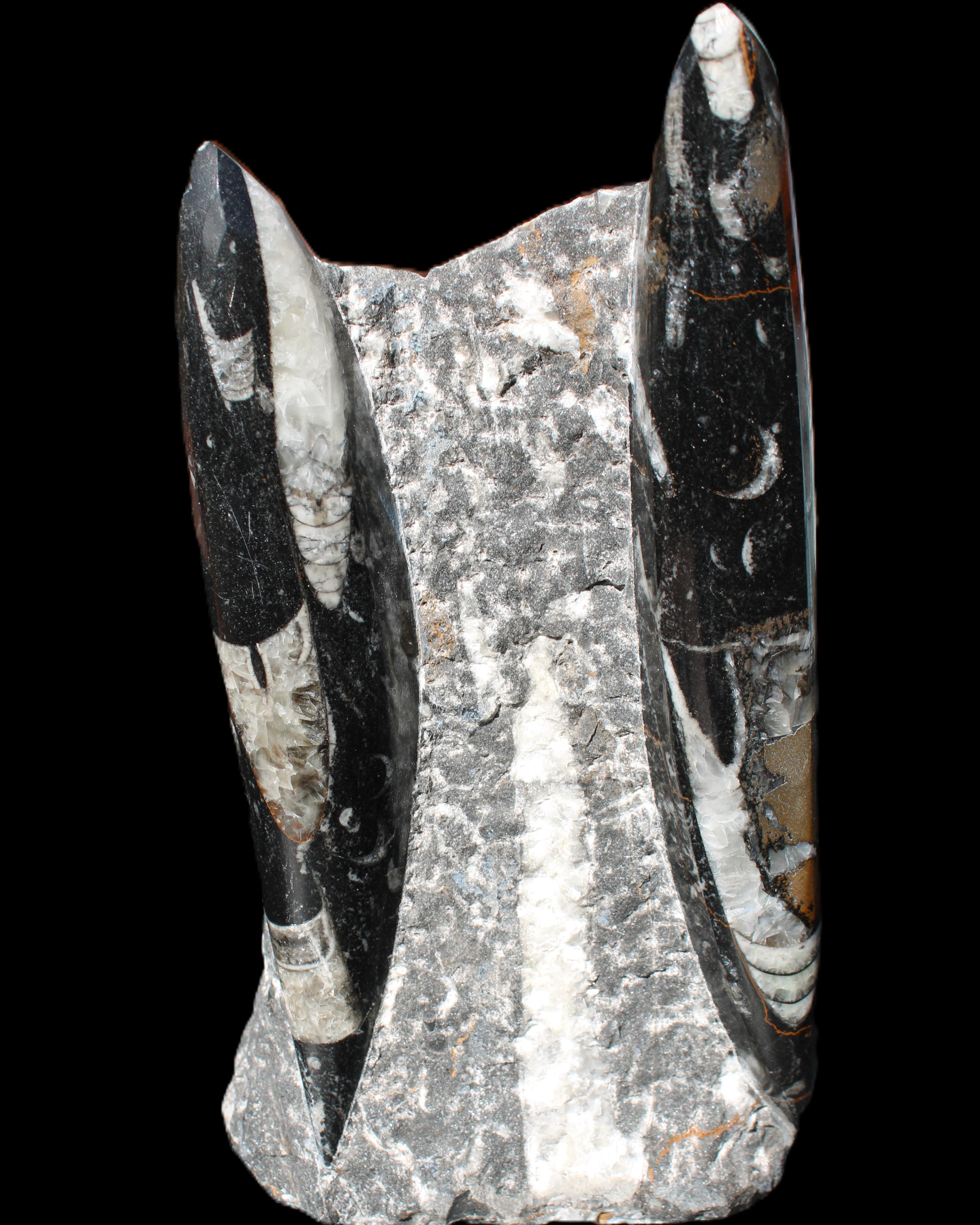 Orthoceras sculpture tower from Morocco 198*95mm 1582g in sunlight - Rocks and Things Store
