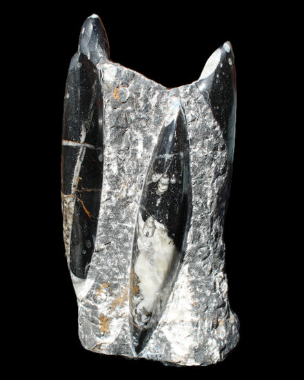 Orthoceras sculpture tower from Morocco 198*95mm 1582g in sunlight - Rocks and Things Store