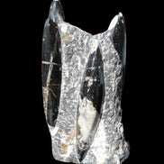 Orthoceras sculpture tower from Morocco 198*95mm 1582g in sunlight - Rocks and Things Store