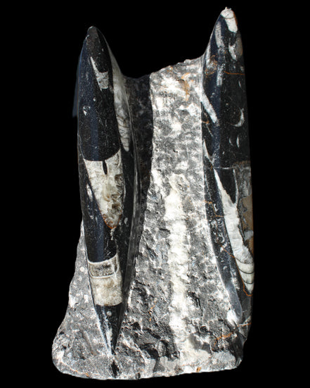 Orthoceras sculpture tower from Morocco 198*95mm 1582g in sunlight - Rocks and Things Store