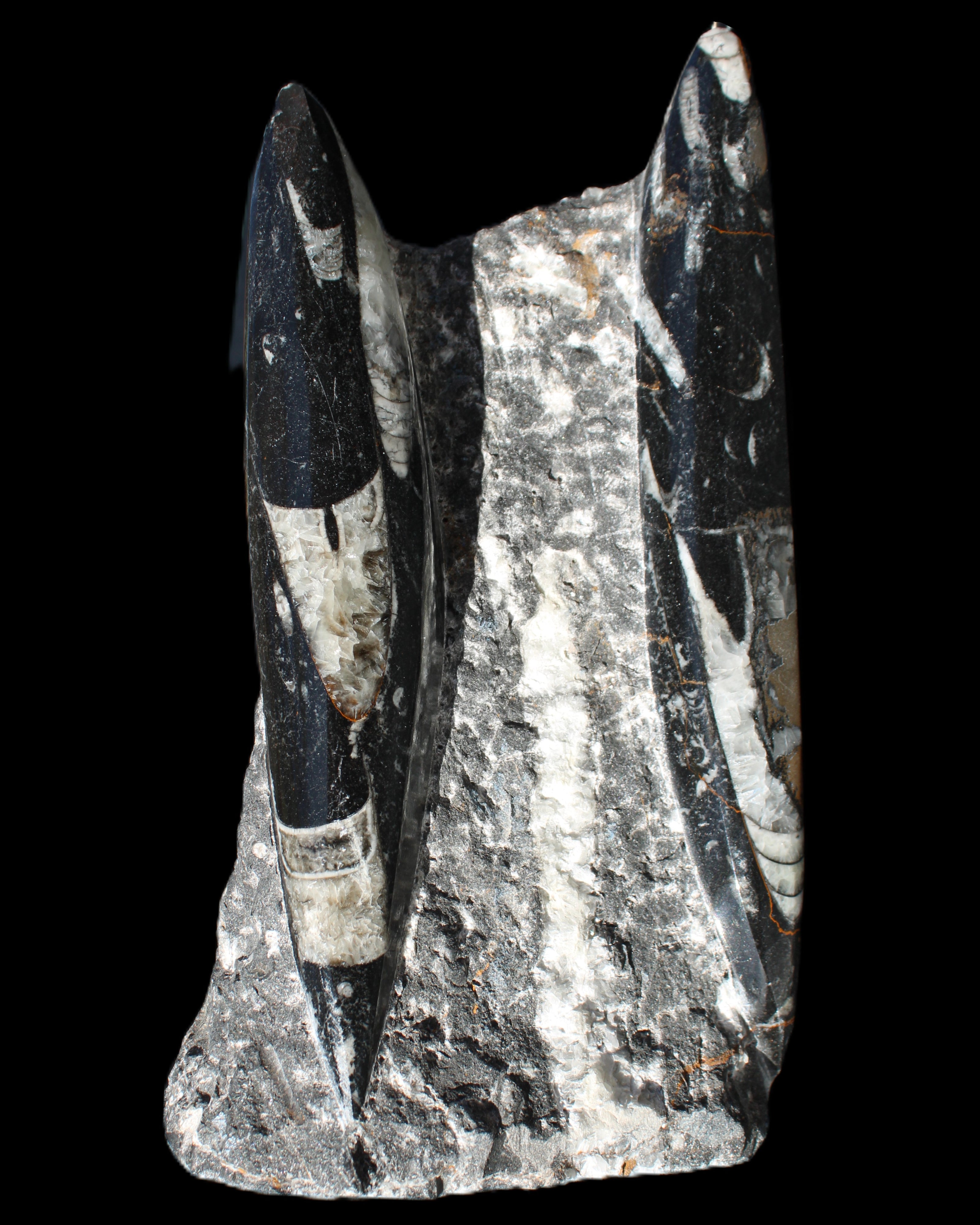 Orthoceras sculpture tower from Morocco 198*95mm 1582g in sunlight - Rocks and Things Store