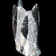 Orthoceras sculpture tower from Morocco 198*95mm 1582g in sunlight - Rocks and Things Store