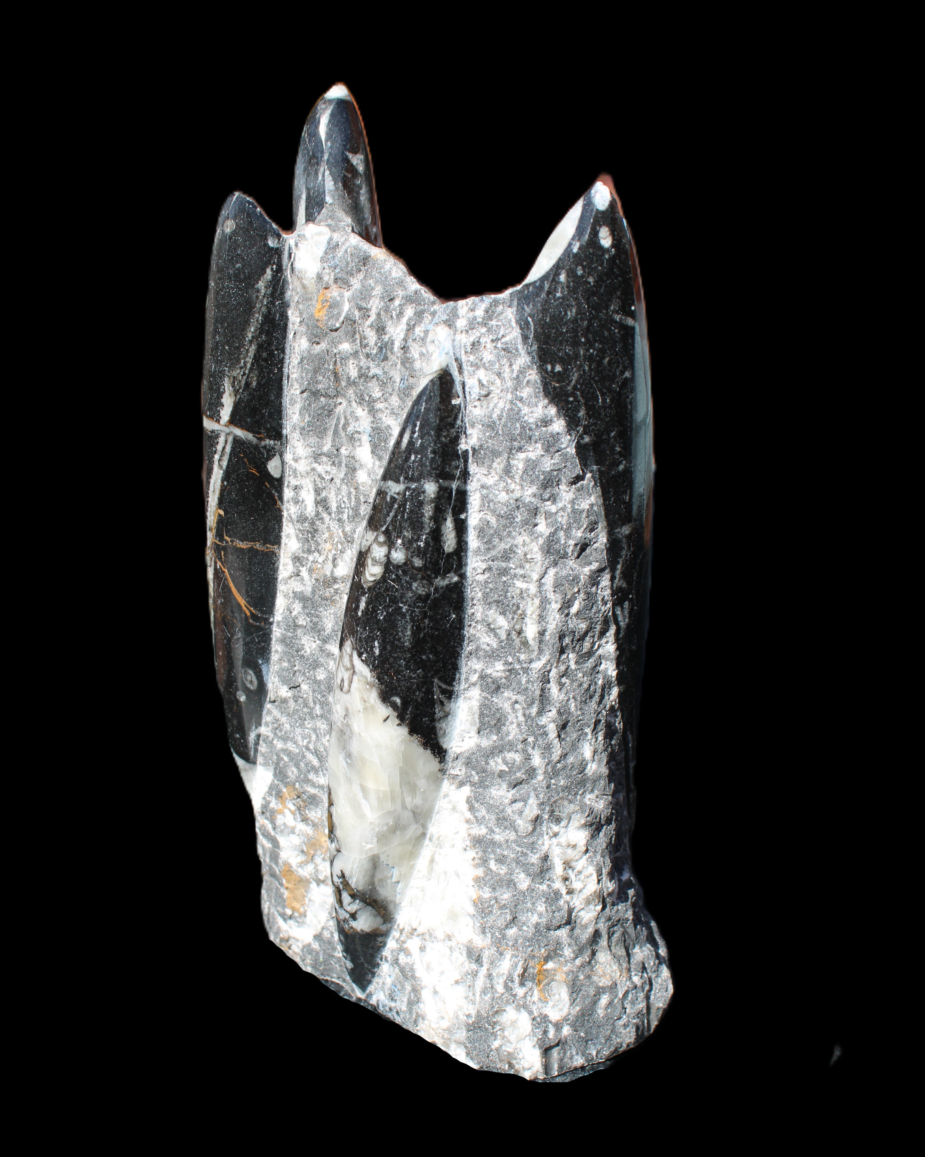 Orthoceras sculpture tower from Morocco 198*95mm 1582g in sunlight - Rocks and Things Store