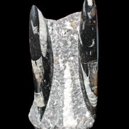 Orthoceras sculpture tower from Morocco 198*95mm 1582g in sunlight - Rocks and Things Store
