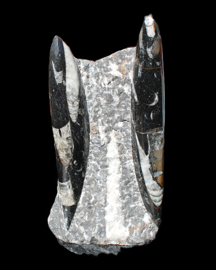 Orthoceras sculpture tower from Morocco 198*95mm 1582g in sunlight - Rocks and Things Store