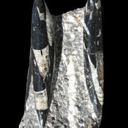 Orthoceras sculpture tower from Morocco 198*95mm 1582g in sunlight - Rocks and Things Store