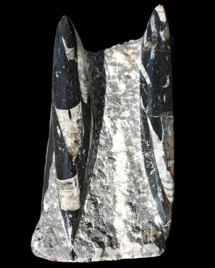 Orthoceras sculpture tower from Morocco 198*95mm 1582g in sunlight - Rocks and Things Store