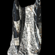 Orthoceras sculpture tower from Morocco 198*95mm 1582g in sunlight - Rocks and Things Store