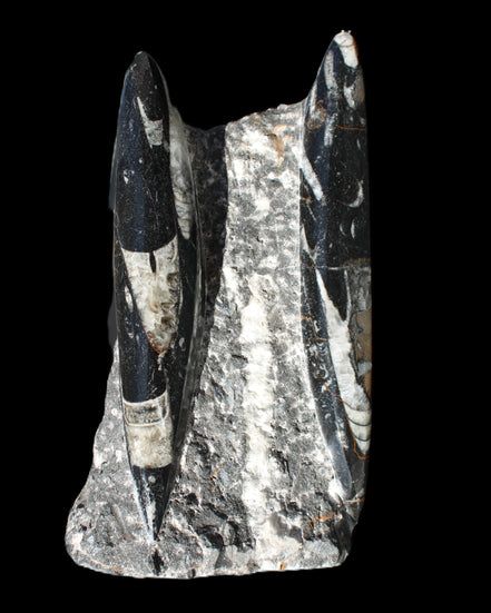 Orthoceras sculpture tower from Morocco 198*95mm 1582g in sunlight - Rocks and Things Store