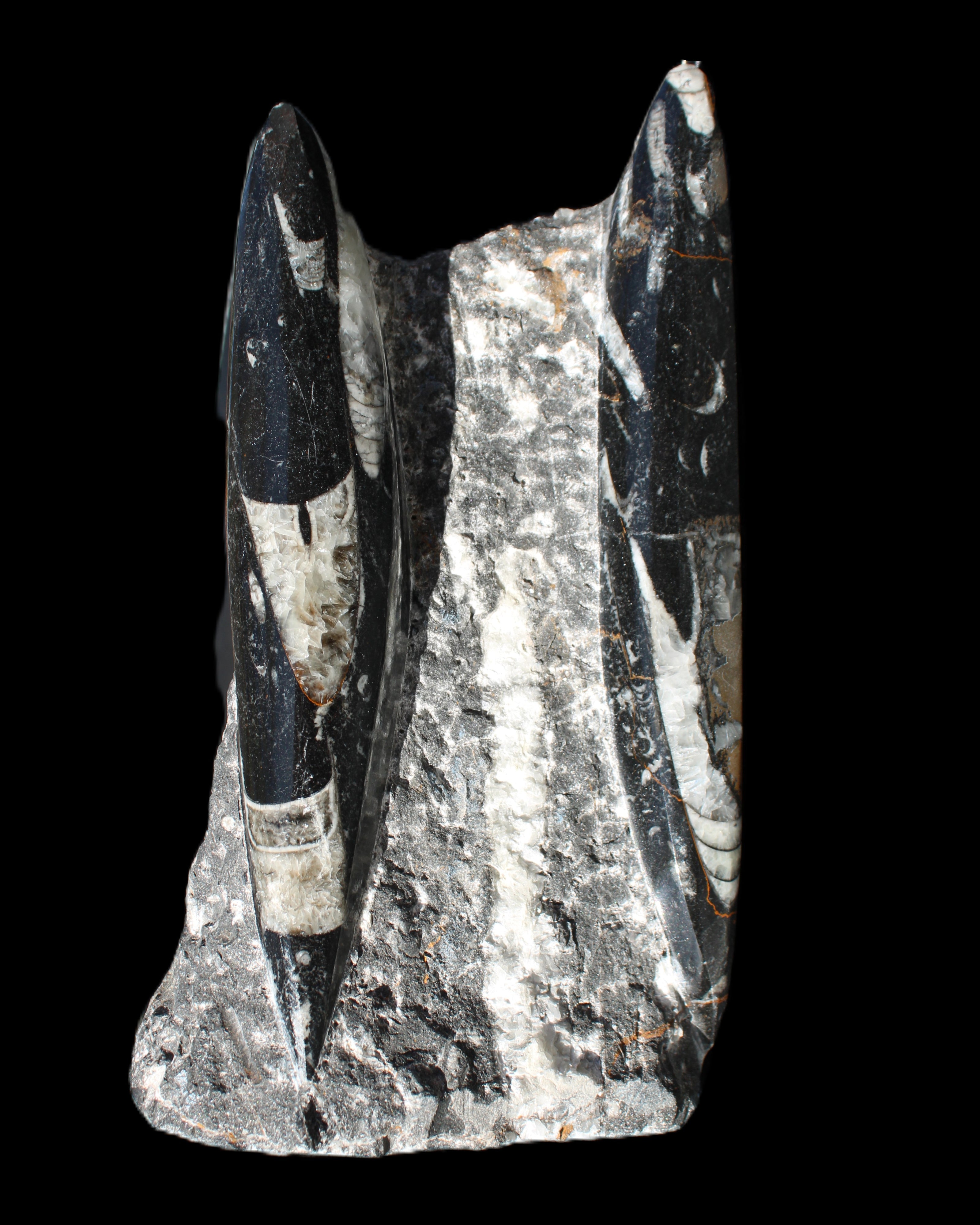 Orthoceras sculpture tower from Morocco 198*95mm 1582g in sunlight - Rocks and Things Store