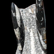 Orthoceras sculpture tower from Morocco 198*95mm 1582g in sunlight - Rocks and Things Store