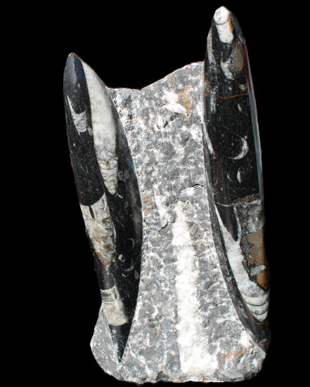 Orthoceras sculpture tower from Morocco 198*95mm 1582g in sunlight - Rocks and Things Store