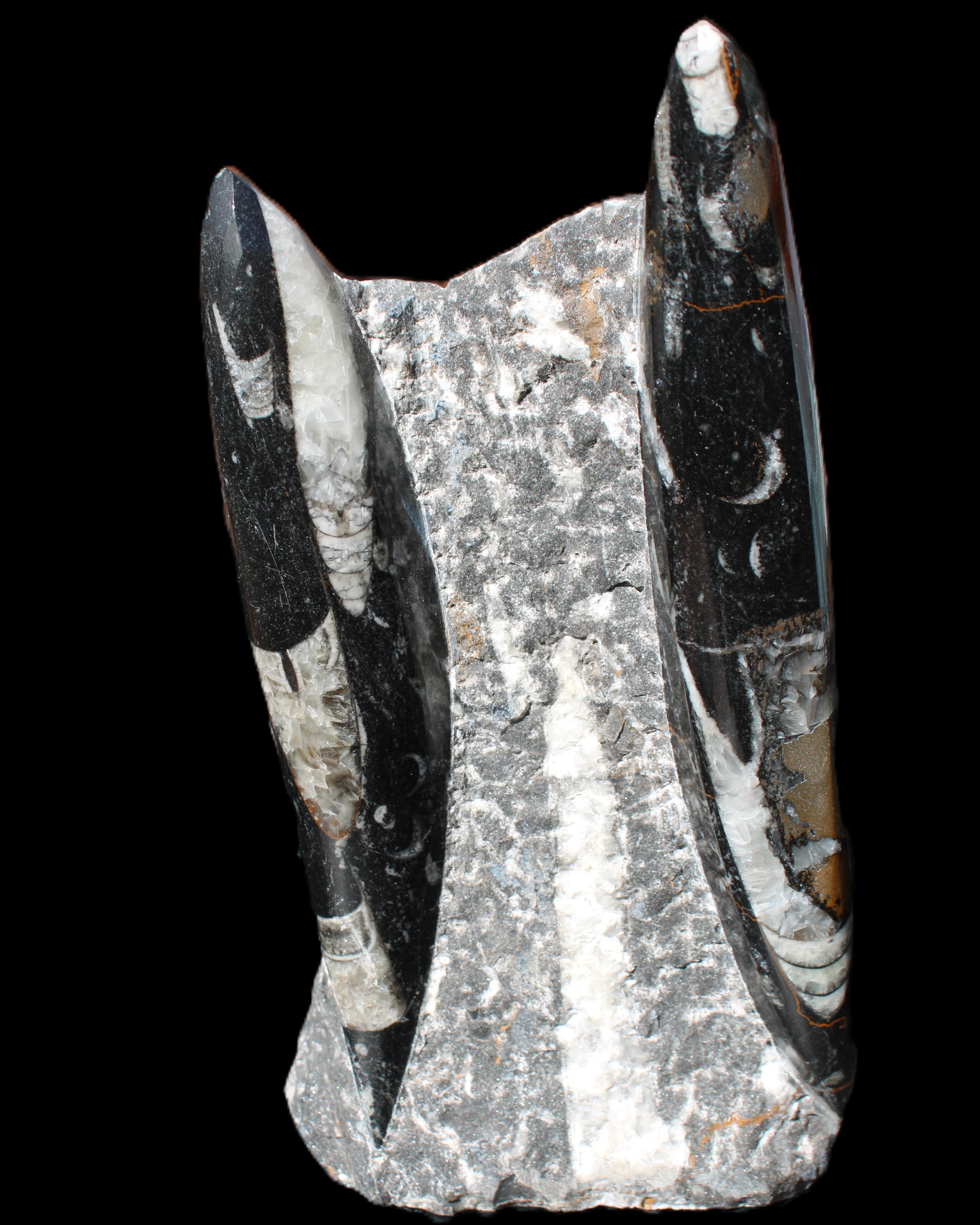Orthoceras sculpture tower from Morocco 198*95mm 1582g in sunlight - Rocks and Things Store