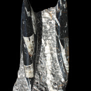 Orthoceras sculpture tower from Morocco 198*95mm 1582g in sunlight - Rocks and Things Store