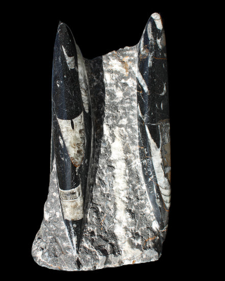Orthoceras sculpture tower from Morocco 198*95mm 1582g in sunlight - Rocks and Things Store