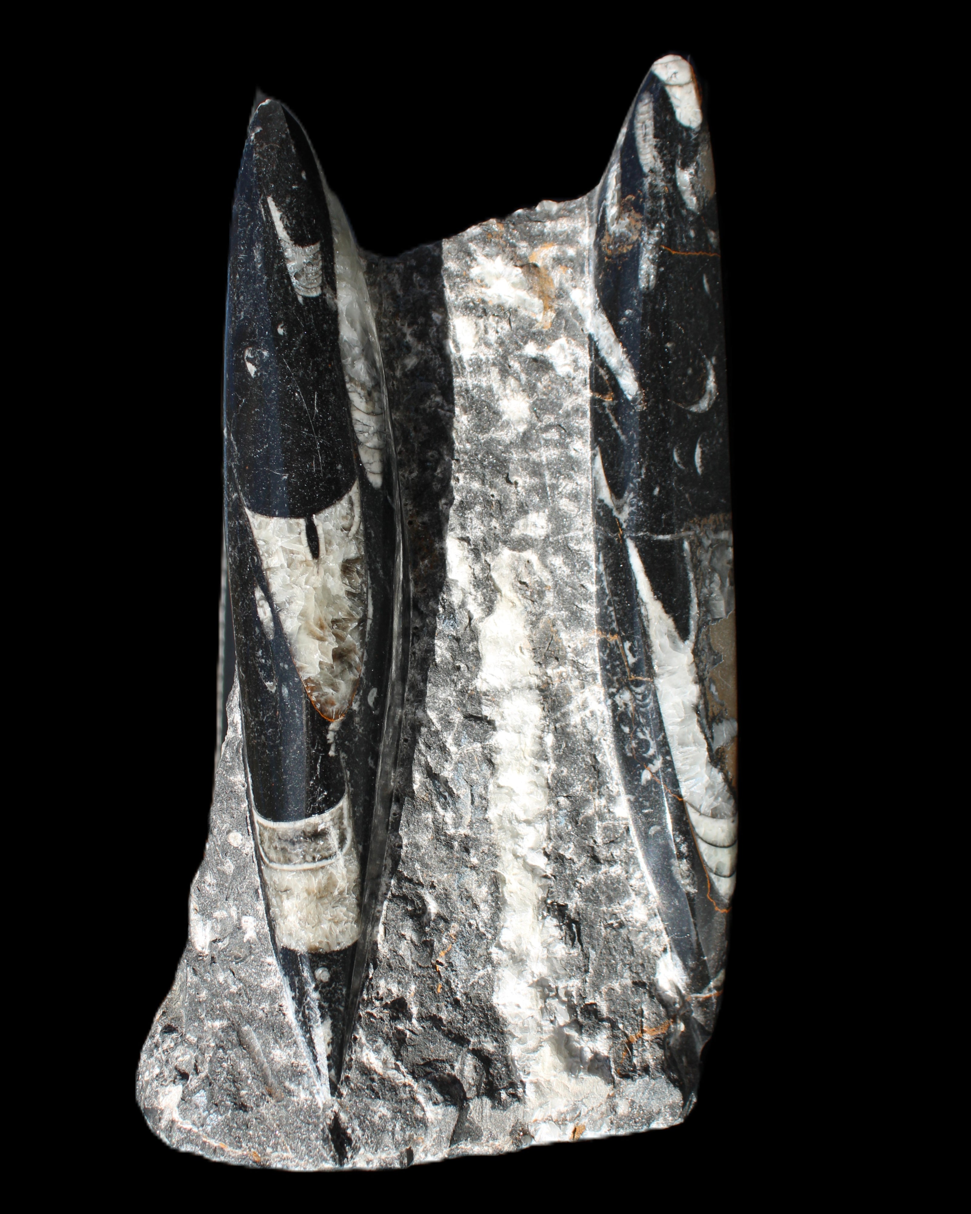Orthoceras sculpture tower from Morocco 198*95mm 1582g in sunlight - Rocks and Things Store