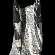 Orthoceras sculpture tower from Morocco 198*95mm 1582g in sunlight - Rocks and Things Store