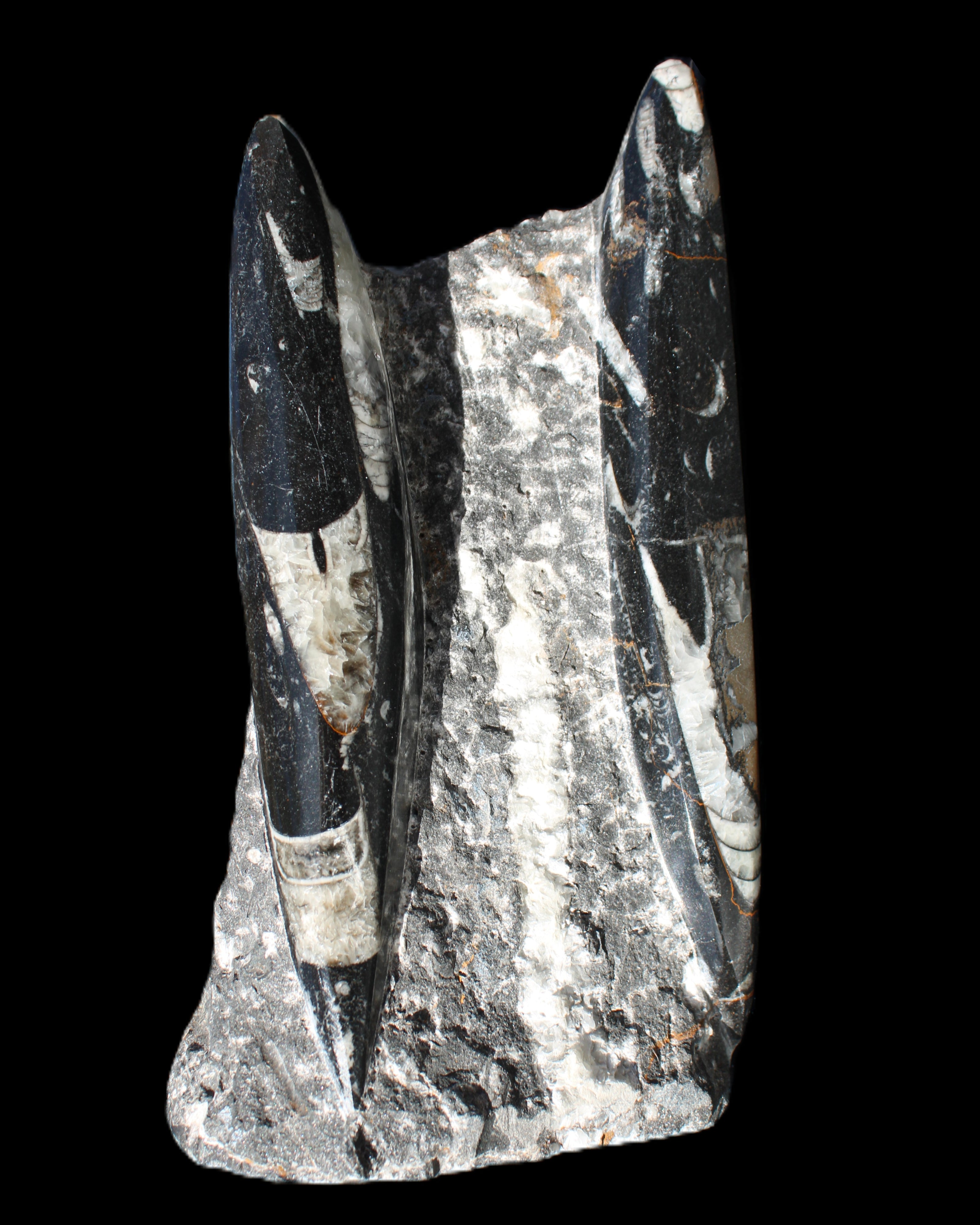 Orthoceras sculpture tower from Morocco 198*95mm 1582g in sunlight - Rocks and Things Store