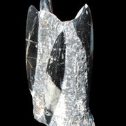 Orthoceras sculpture tower from Morocco 198*95mm 1582g in sunlight - Rocks and Things Store