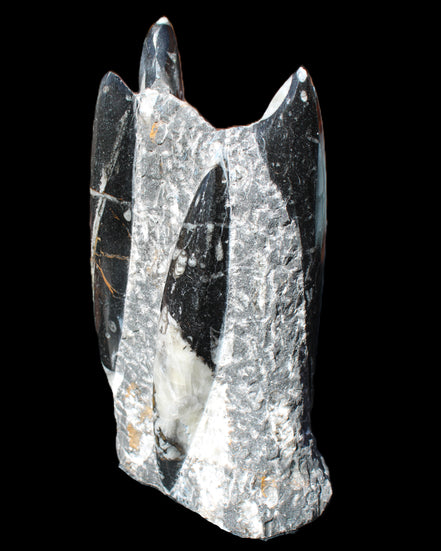 Orthoceras sculpture tower from Morocco 198*95mm 1582g in sunlight - Rocks and Things Store